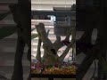 My Fish Tank
