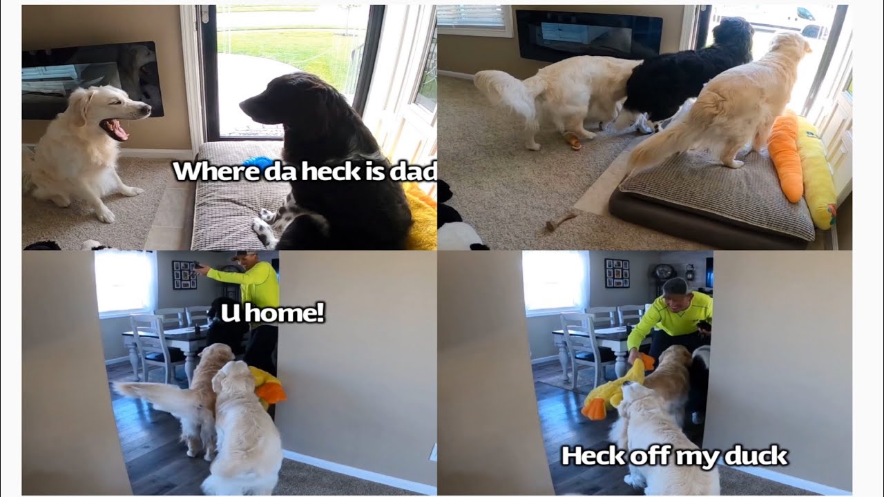 dogs-wait-on-dad-to-get-home-youtube