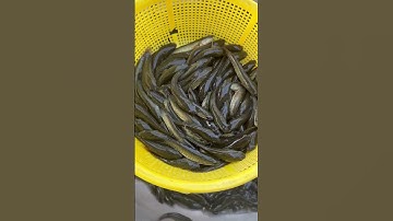 Đầy đủ các loại cá giống nước ngọt về Vị Thanh- Hậu Giang. 0909770509 #cagiong #fishing #caloc #ca