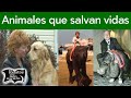 Animales que salvan vidas | Relatos del lado oscuro