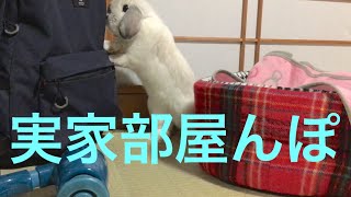 実家で部屋んぽ。犬のベッドが気になるうさぎ【ホーランドロップ】