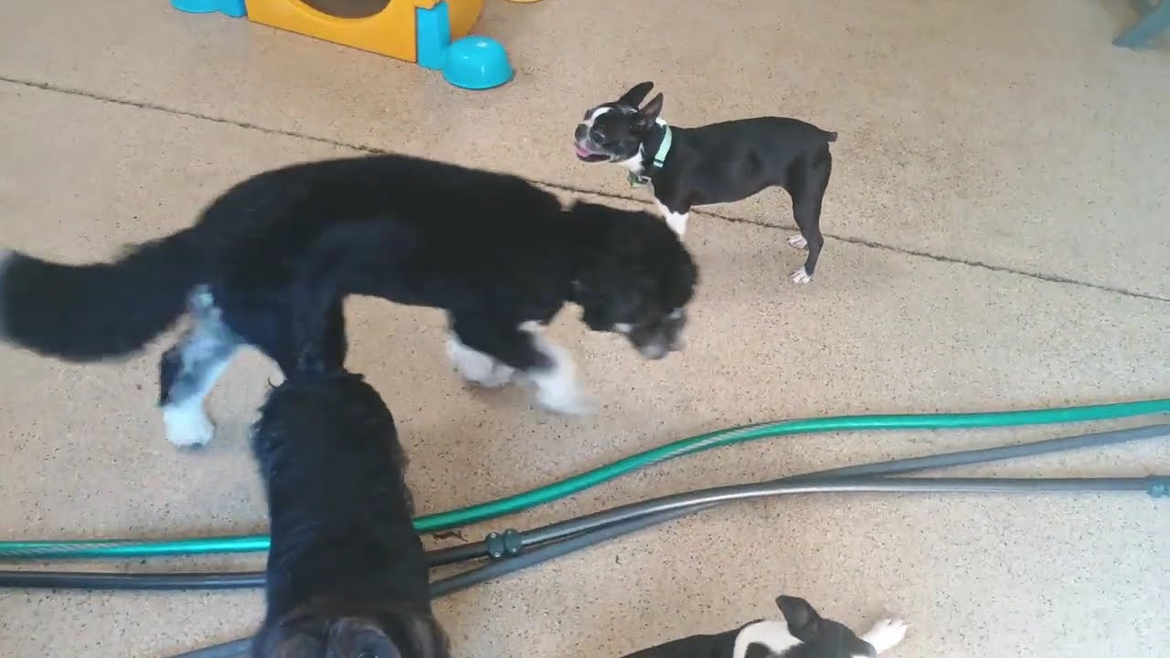 Playtime at Dogs On The Farm & Cats Too!