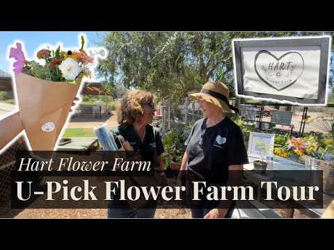 Behind the Scenes at a U-Pick Flower Farm | Kmar Farms Visits Hart Flower Farm