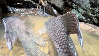 Cắm Trại Trong Rừng Săn Tìm CÁ LỚN Fishing Hunt big fish in the forest