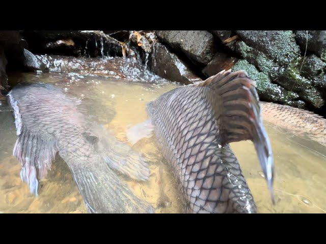 Cắm Trại Trong Rừng Săn Tìm CÁ LỚN Fishing Hunt big fish in the forest class=