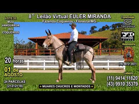 LOTE 32 - 8º LEILÃO VIRTUAL EULER MIRANDA - MUARES CHUCROS E MONTADOS - TV MUARES (19) 997 21 4571