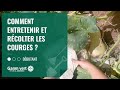 [TUTO] Comment entretenir et récolter les courges ? - Jardinerie Gamm vert