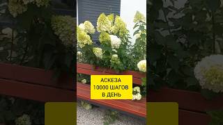 АСКЕЗА 10 000 ШАГОВ В ДЕНЬ | Я  изменила свою ЖИЗНЬ | Дорога в Dino