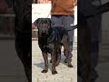 Cane Corso Adult Female For Sale 🖤 Black Beauty | @Petzz_world #subscribemychannel #shorts #viral