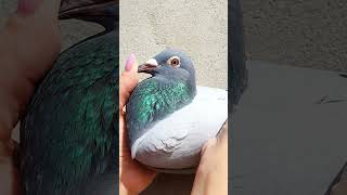 Females From Super Breeders At The Marathonracing Pigeon