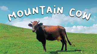 Mountain Cow - Song