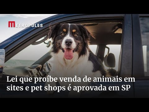 Lei que proíbe venda de animais em sites e pet shops é aprovada em São Paulo