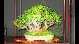 Diaporama European Bonsai-san Show 2014 (EDG)