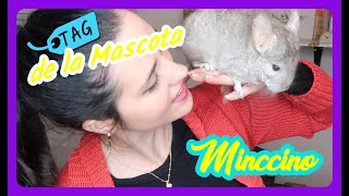 TAG de la Mascota - Minccino (CHINCHILLA)