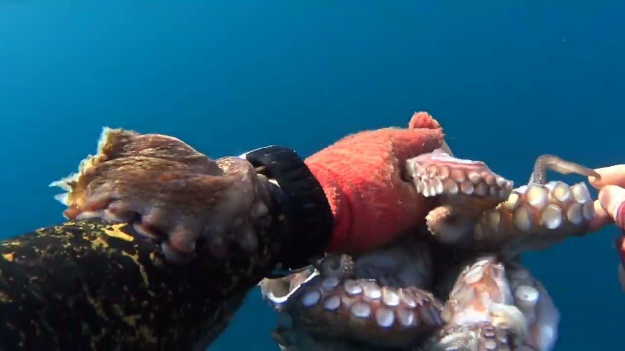 😁 Μεγαλο Χταποδι Με Τα Χέρια  🎥 🔱 Octopus With Bare Hands