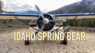 FLY IN Idaho Spring Bear Hunt