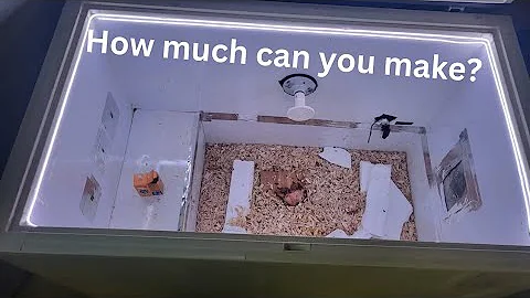 How Much Can You Make? Skull Taxidermy Dermestid Beetles