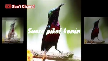 AMPUH !!! SUARA UNTUK PIKAT KONIN || PIKAT KOLIBRI || KOLIBRI NINJA