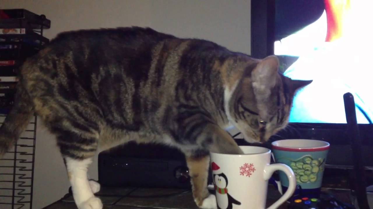 My cat drinking my iced tea YouTube