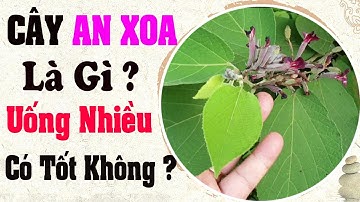 Cây An Xoa trị bệnh gì ? uống Nhiều nhiều cây an xoa có tốt không ?