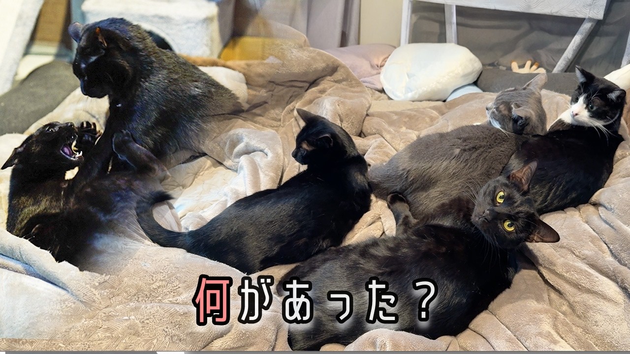 兄弟猫たちの、少し不器用な仲直り【保護猫14匹と暮らす】 - YouTube
