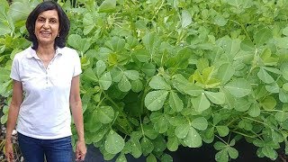 How to Grow Fenugreek or Methi Greens (with actual results)
