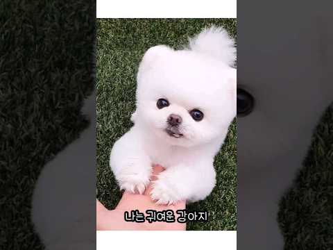 나는 귀여운 강아지🐶