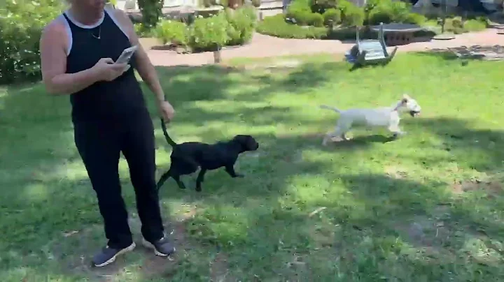 Video of adoptable pet named Leo