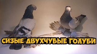 СИЗЫЕ ДВУХЧУБЫЕ ГОЛУБИ | Pigeons | Taube | doves | dove(Пара сизых двухчубых голубеи . Также интересные видео о голубях ВЫСТАВКА ГОЛУБЕИ ГЕРМАНИЯ 2016 | ГОЛУБИ ГЕРМ..., 2017-02-09T02:20:28.000Z)