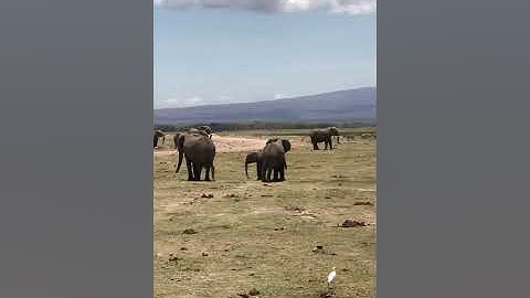 Elephant mates w a juvenile female