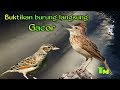 Masteran burung Branjangan cepat gacor