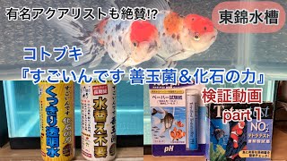 ［金魚飼育］東錦水槽 KOTOBUKIの『すごいんです 善玉菌』＆『すごいんです 化石の力』検証 part１