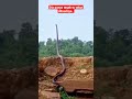 King cobra tegak berdiri menanti mangsa short