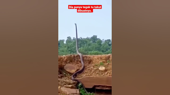 'King Cobra' tegak berdiri menanti mangsa.. ‼️#short