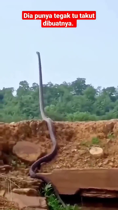 'King Cobra' tegak berdiri menanti mangsa.. ‼️#short
