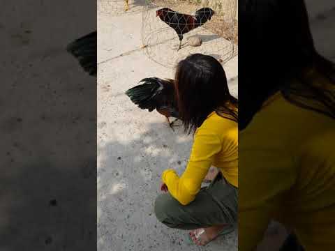 Video Đá gà thomo gà xanh giữ nhà - youtube
