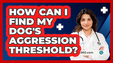 How Can I Find My Dog