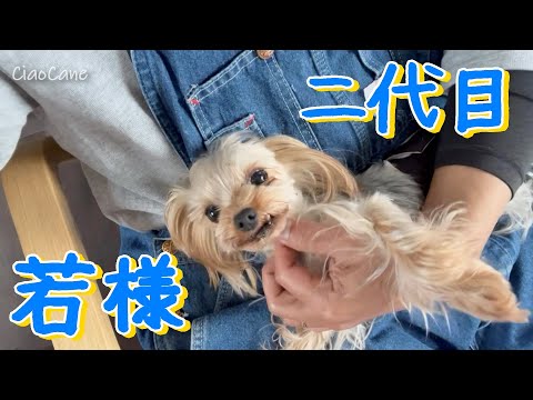 二代目若様とまったり【ヨークシャーテリア専門犬舎チャオカーネ】