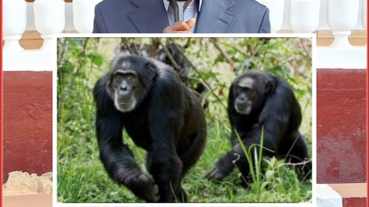 Labé🇬🇳: des chimpanzés (deemu) aperçuent dans un quartier de la commune urbaine, suivez pour plus