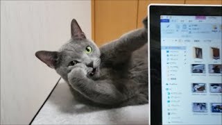 毎日パソコンの邪魔をしてくる灰色猫