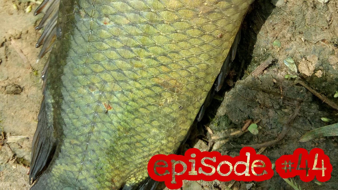 Memancing ikan betok pakai umpan jangkrik,,pasti straek.....#eps_44