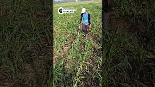 tanda tanaman jagung yang rakus pupuk