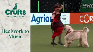 Incredible Afghan Hound WOWs The Crowd with Heelwork To Music Routine  Crufts 2024