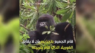 حذره الجميع من مقابله الغوريلا الذي رباه ، ولاكن هاذا اللقاء المميز أبكى الجميع !!