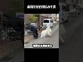 病院にビビり散らかしちゃう愛犬　#greatpyrenees #大型犬のいる生活 #大型犬 #大型犬と暮らす #グレートピレニーズ #ゴールデンレトリバー #犬のいる生活 #愛犬 #癒し