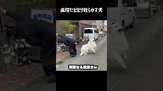 病院にビビり散らかしちゃう愛犬　#greatpyrenees #大型犬のいる生活 #大型犬 #大型犬と暮らす #グレートピレニーズ #ゴールデンレトリバー #犬のいる生活 #愛犬 #癒し