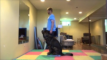 Pam Johnson: Video #1 - Basic Position (High Rate of Reinforcement)