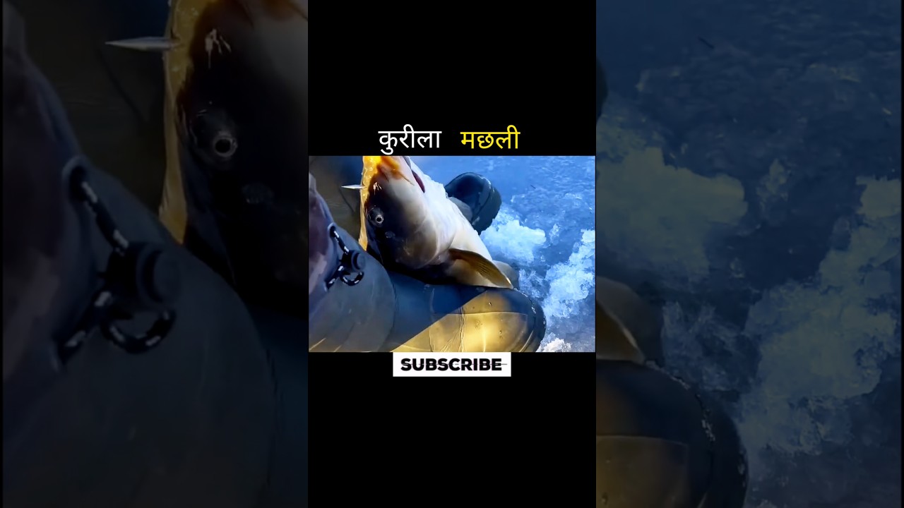 कुरीला मछली 😱 #aivideo #fishing #youtubeshorts #shortsfeed #shortvideo #facts #amazingfacts