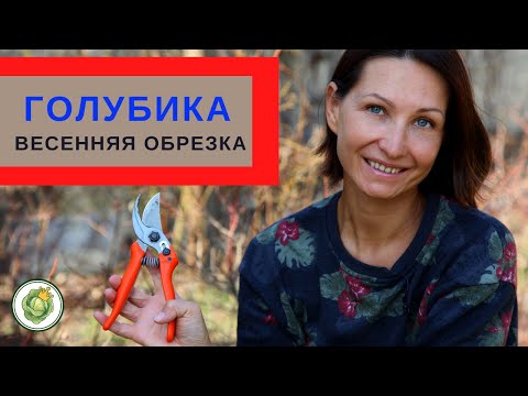 Видео: Я обрезаю пальму пиндо - узнайте, как обрезать пальму пиндо