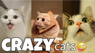 SUPAW CRAZY CATS - Funny cat compilation video by Pet Blade 336 views 2 years ago 10 minutes, 1 second